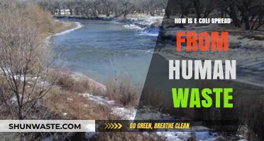How E. Coli Spreads Through Human Waste: Risks and Prevention