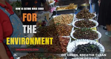Eating Bugs: A Sustainable Solution for Environmental Conservation