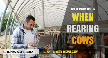 Reducing Cattle Farming's Hidden Energy Waste: Strategies for Efficiency