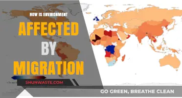 Migration's Impact: How Human Movement Shapes Our Environment