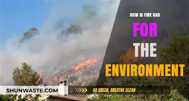 Fire's Environmental Impact: Harmful Effects on Ecosystems and Climate