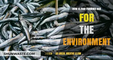 Fish Farming's Hidden Costs: Environmental Impacts and Sustainability Concerns