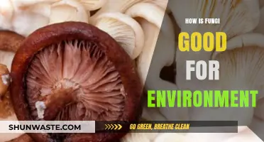 Fungi's Eco-Friendly Role: Boosting Soil, Air, and Biodiversity Naturally