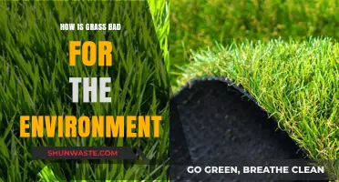 Grass's Hidden Impact: Environmental Costs of Lawns and Turf