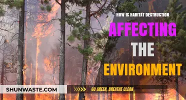Habitat Destruction's Devastating Impact on Ecosystems and Environmental Balance