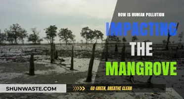Human Pollution: Mangroves in Danger