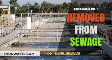 From Flush to Treatment: How Human Waste is Removed from Sewage