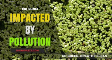 Lemna's Response to Pollution: An Ecological Study