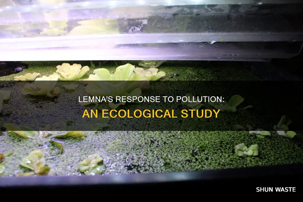how is lemna impacted by pollution