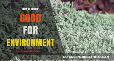 Lichen's Vital Role in Ecosystem Health and Environmental Balance