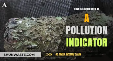 Lichen as Pollution Indicators: Nature's Sensitive Barometer