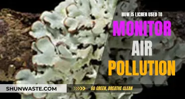 Lichen as Air Pollution Monitors: Nature's Solution