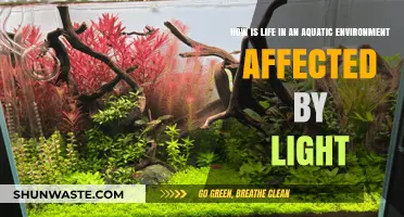 Light's Impact on Aquatic Life: Exploring Underwater Ecosystems and Adaptations