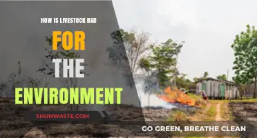 Livestock's Environmental Impact: Uncovering the Hidden Costs of Animal Agriculture