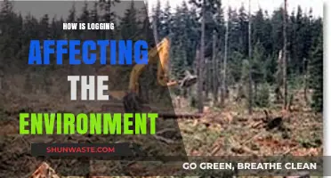 Logging's Impact: Environmental Consequences and Sustainable Solutions Explored