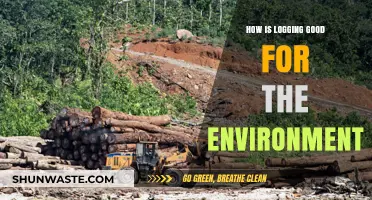 Logging's Surprising Role in Sustainable Forest Management and Ecosystem Health