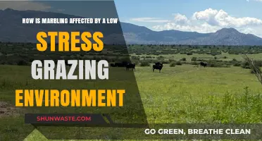 Low-Stress Grazing: Enhancing Marbling Quality in Livestock Production