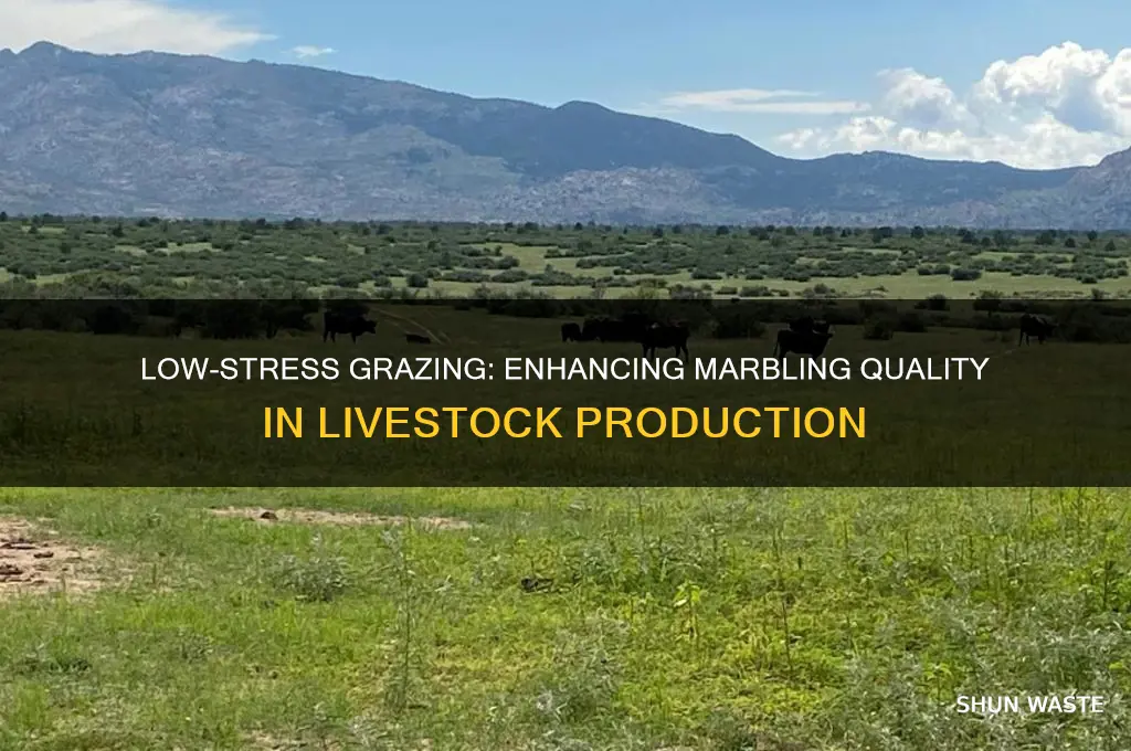 how is marbling affected by a low stress grazing environment