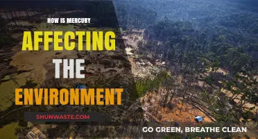 Mercury's Environmental Impact: Pollution, Wildlife Threats, and Ecosystem Disruption