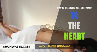 Metabolic Waste Return: The Heart's Role in Circulation and Filtration