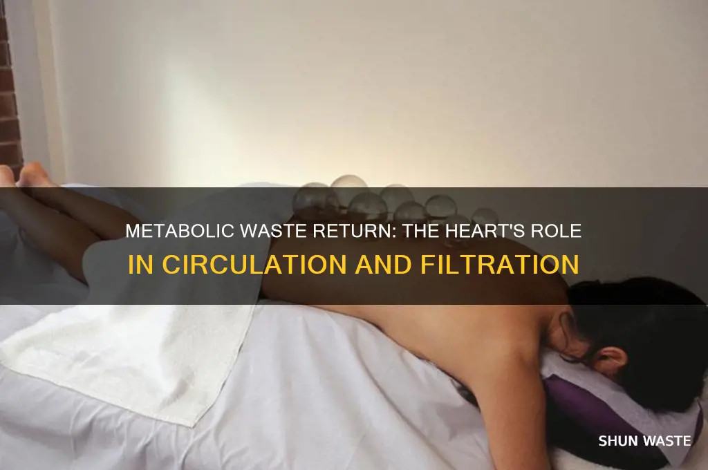 how is metabolic waste returned to the heart