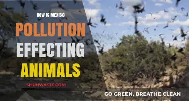Mexico's Pollution Crisis: Impact on Wildlife