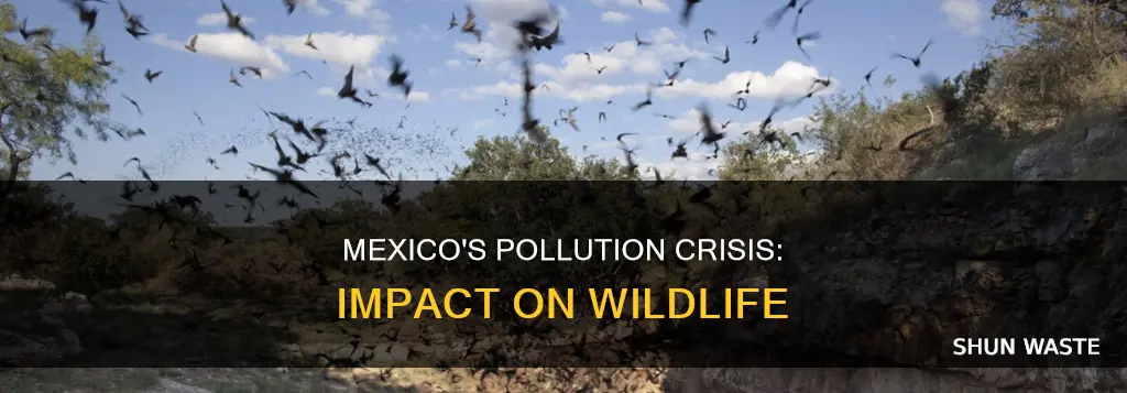 how is mexico pollution effecting animals