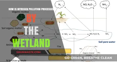Wetlands: Natural Nitrogen Pollution Filters