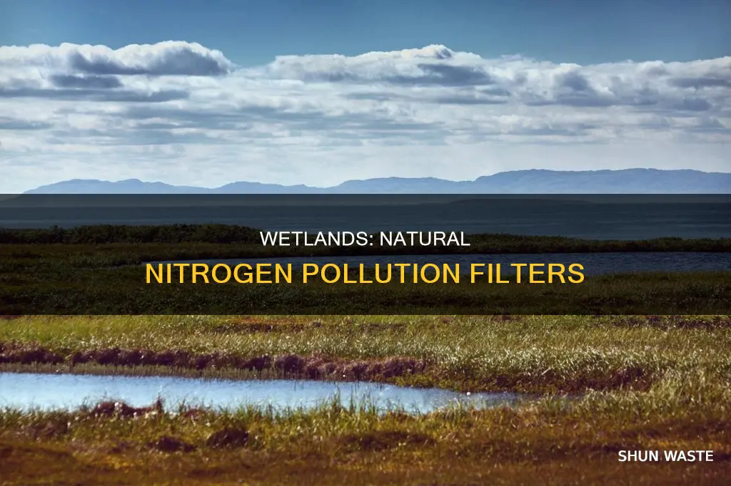 how is nitrogen pollution processed by the wetland