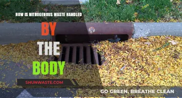 Nitrogenous Waste Management: The Body's Efficient Detoxification Process Explained