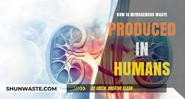 Understanding Nitrogenous Waste Production in the Human Body