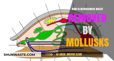 Mollusks' Nitrogenous Waste Removal: Efficient Strategies and Adaptations Explained