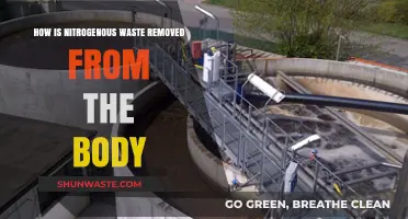 Efficient Nitrogenous Waste Removal: Body's Natural Detox Process Explained
