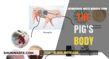Pig Nitrogen Waste Removal: Understanding Excretion Processes in Swine