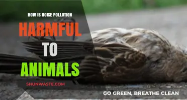 Noise Pollution: A Harmful, Hidden Threat to Animals