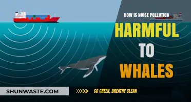 Noise Pollution: A Deadly Threat to Whales