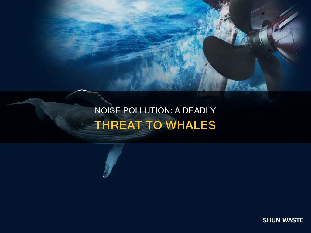 how is noise pollution harmful to whales