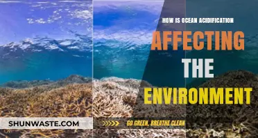 Ocean Acidification's Devastating Impact on Marine Ecosystems and Climate