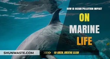 Ocean Pollution: Devastating Impact on Marine Life