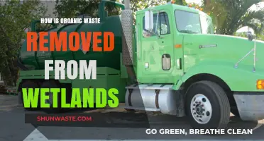 Efficient Organic Waste Removal Techniques in Wetland Ecosystems Explained