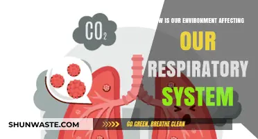 Environmental Impact: How Air Quality Shapes Our Respiratory Health