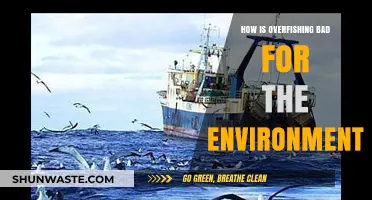 Overfishing's Devastating Impact: How It Destroys Marine Ecosystems and Planet