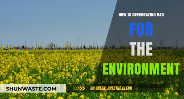 Overgrazing's Devastating Impact: How Livestock Harms Ecosystems and Soil Health