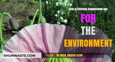 Papaver Somniferum's Environmental Impact: Harmful Effects on Ecosystems