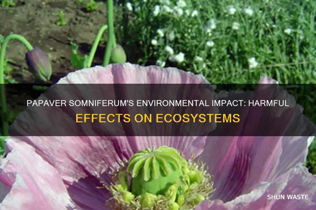 how is papaver somniferum bad for the environment