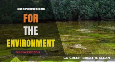 Phosphorus Pollution: Environmental Impacts and Sustainable Solutions Explained