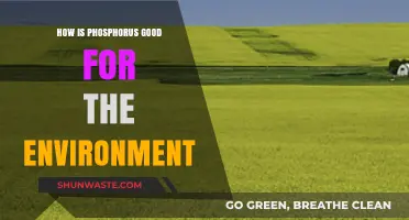 Phosphorus: Essential Nutrient for Soil Health and Ecosystem Balance
