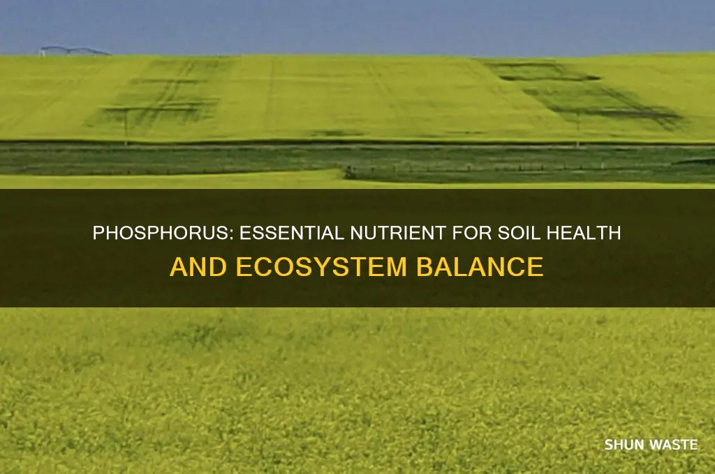how is phosphorus good for the environment