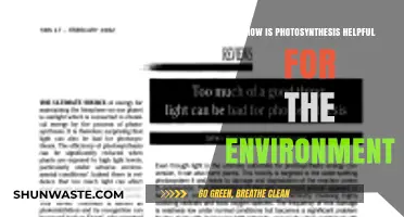 Photosynthesis: Nature's Lifeline for a Greener, Healthier Environment