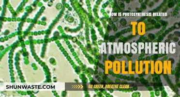 Photosynthesis and Pollution: A Delicate Balance